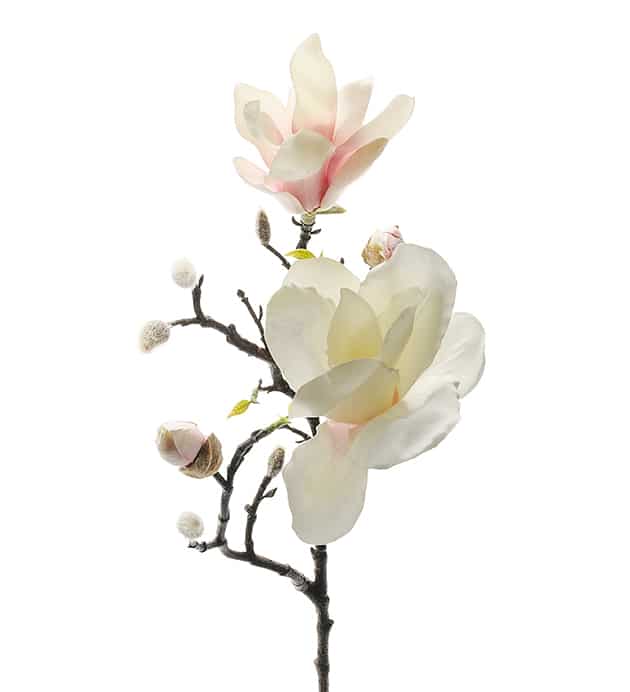 Omslagsbild för “Magnolia kvist 60 cm”