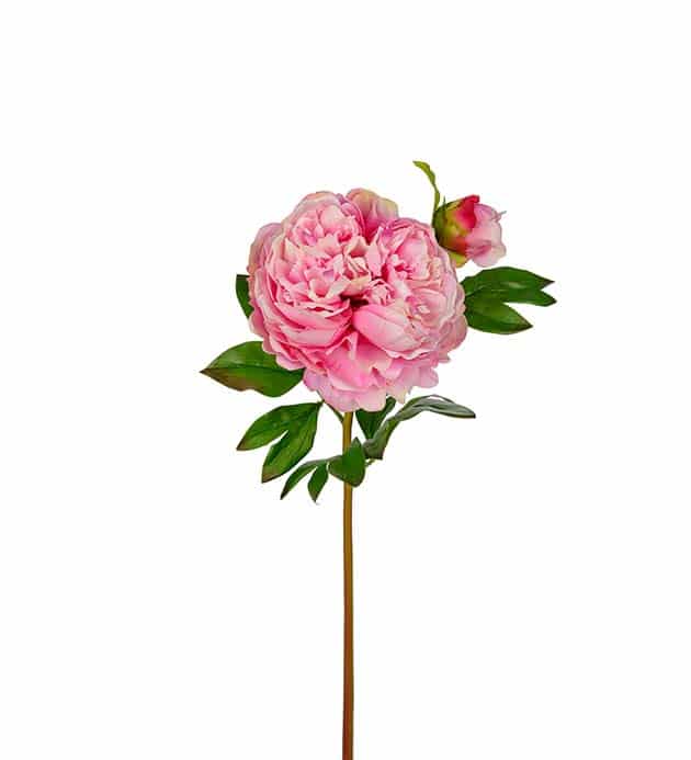 Omslagsbild för “Pion rosa 65 cm”