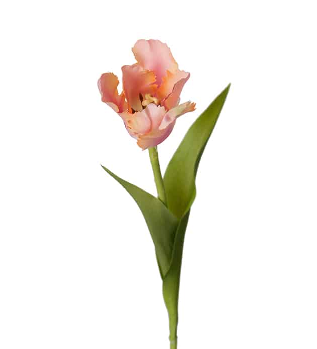 Omslagsbild för “Tulpan aprikos 37 cm”