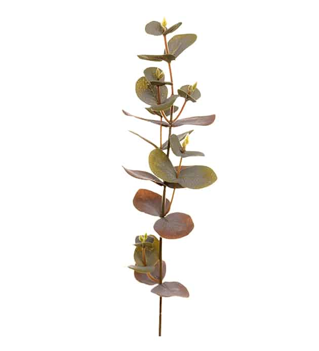 Omslagsbild för “Eucalyptus 40 cm”
