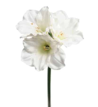 Amaryllis vit 65 cm